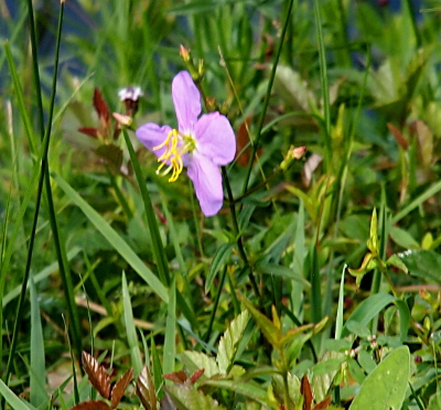 [This four-petaled lilac flower on a single stem has its petals perpendicular to the ground and its long yellow stamen parellel to the ground. The stamen have two 90 degree bends and stick out a significant distance from the petals. ]